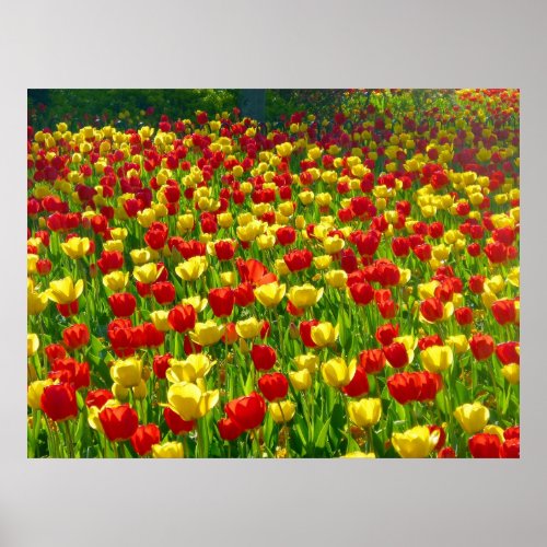 Sea of Tulips Poster