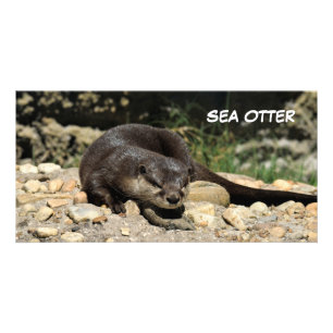 Sea Otter At Wildlife Reserve Card
