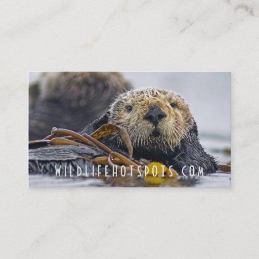 Customizable Sea Otter Business Card Templates