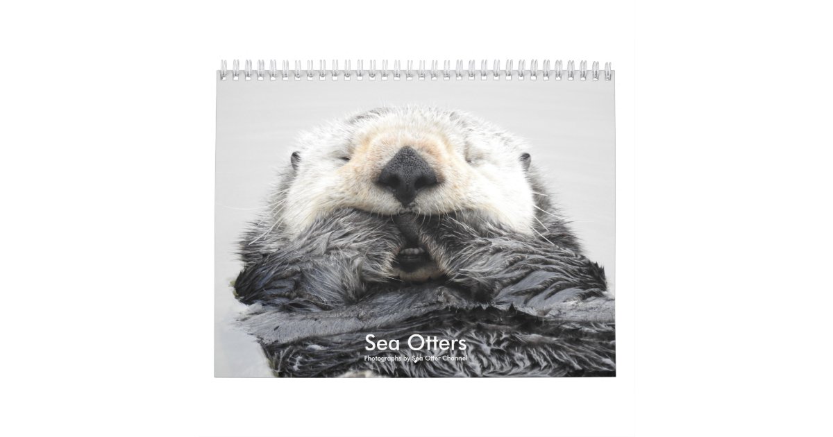 Sea Otter Channel Calendar 2 Zazzle Com