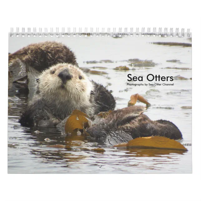 Sea Otter Channel Calendar 3 Zazzle