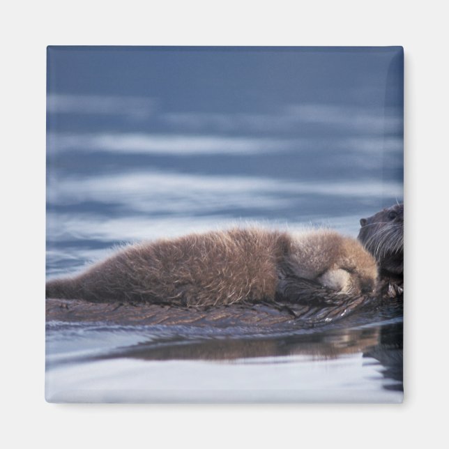 sea otter, Enhydra lutris lutris Magnet (Front)