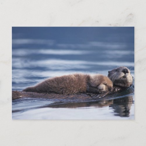 sea otter Enhydra lutris lutris mother with Postcard