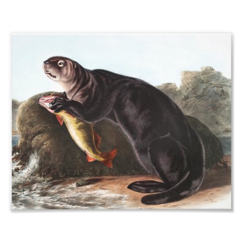 Sea Otter Enhydra marina Illustration Photo Print