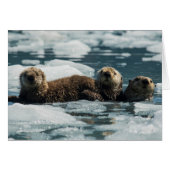 Sea Otter Family (Front Horizontal)