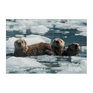 Sea Otter Family Acrylic Print