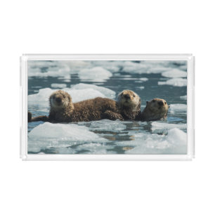 Sea Otter Family Acrylic Tray