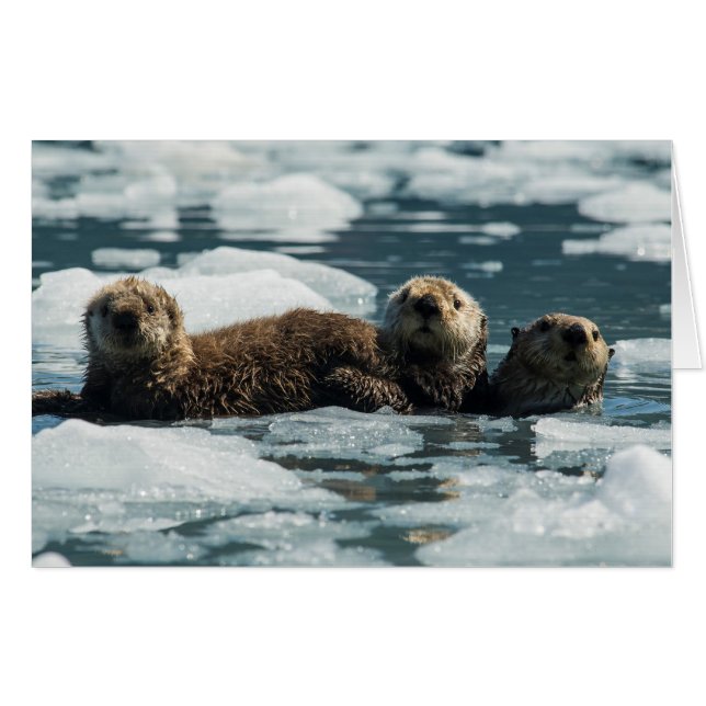Sea Otter Family Card (Front Horizontal)