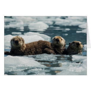 Sea Otter Family Cards