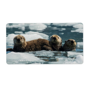 Sea Otter Family Label