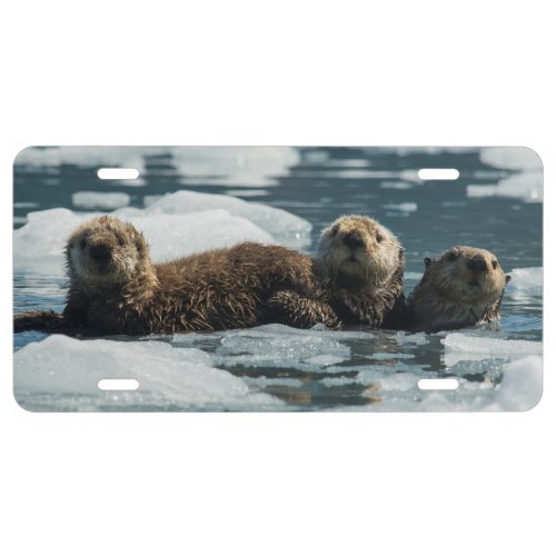 Sea Otter Family License Plate