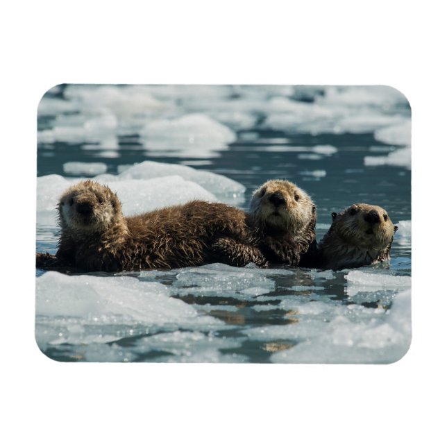 Sea Otter Family Magnet (Horizontal)