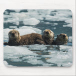 Sea Otter Family Mouse Pad<br><div class="desc">Decorated with an image of a family of sea otters (Enhydra lutris) floating among icebergs in Alaska's Prince William Sound. By Ted Raynor</div>