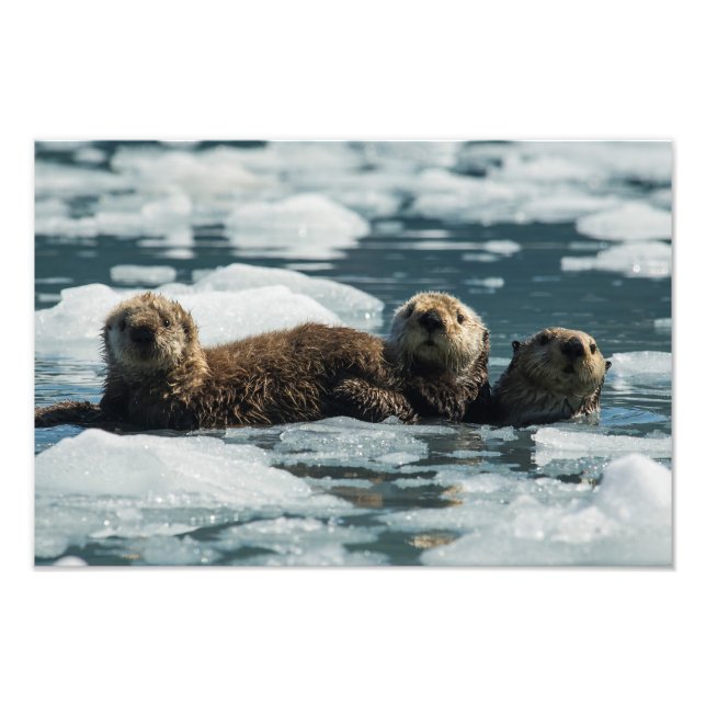 Sea Otter Family Photo Print (Front)