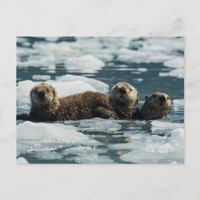 Sea Otter Family Postcard (Front)