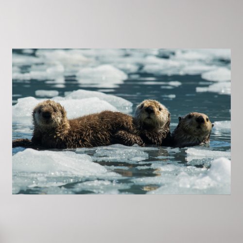 Sea Otter Family Poster