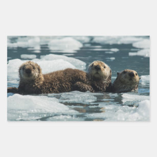 .com : Daiso Animal Party Index Stickers Sea Otter 12