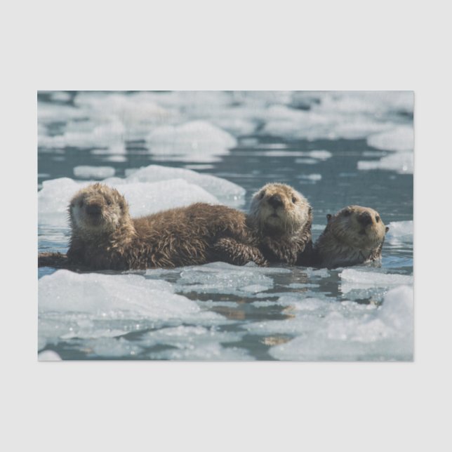 Sea Otter Family Tissue Paper (Front)