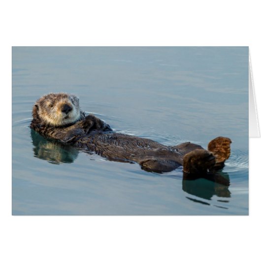 Sea otter floating on back in ocean cards (Front Horizontal)