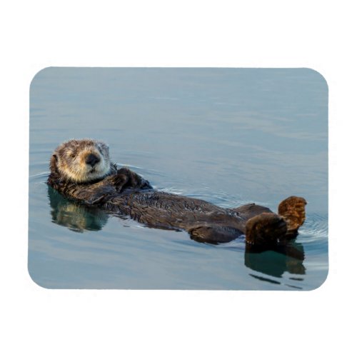 Sea otter floating on back in ocean magnet