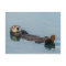Sea otter floating on back in ocean