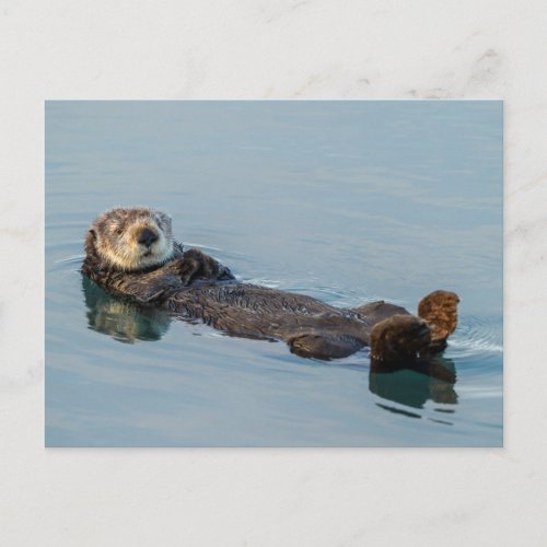 Sea otter floating on back in ocean postcard
