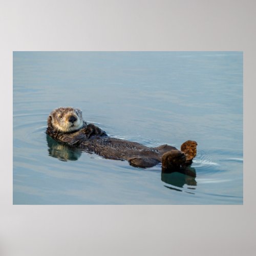 Sea otter floating on back in ocean poster