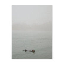 Sea Otter in the fog