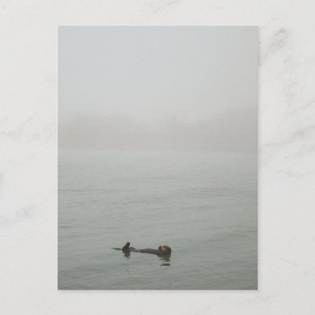 Sea Otter in the fog Postcard (Front)