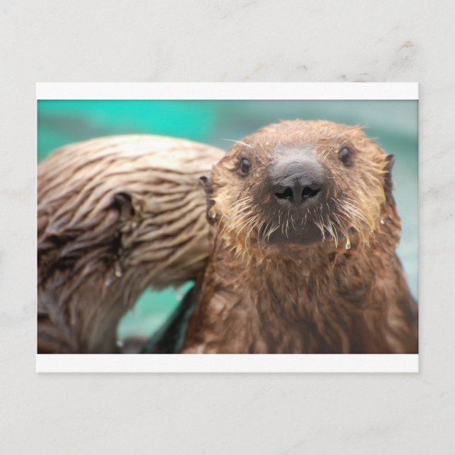 Sea otter love postcard (Front)
