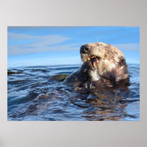 Sea Otter Loving its Breakfast Poster
