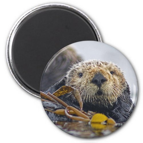 Sea Otter Magnet