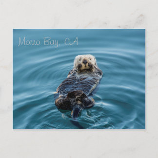 Sea Otter - Morro Bay Postcard