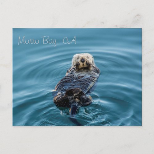 Sea Otter _ Morro Bay Postcard