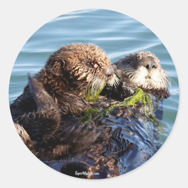 Sea Otter mother and pup with kelp Classic Round Sticker (Front)