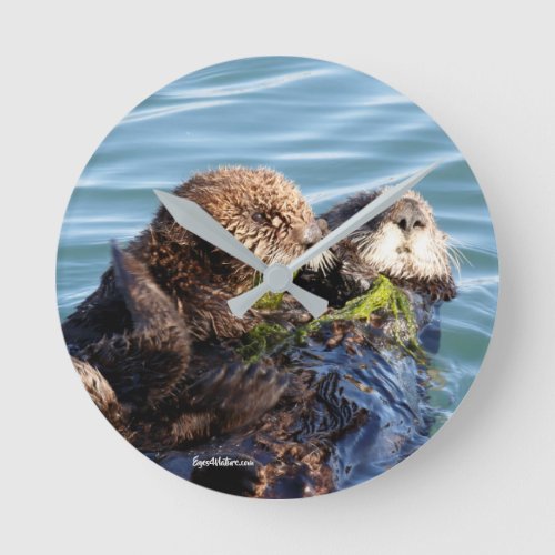 Sea Otter mother and pup with kelp Round Clock