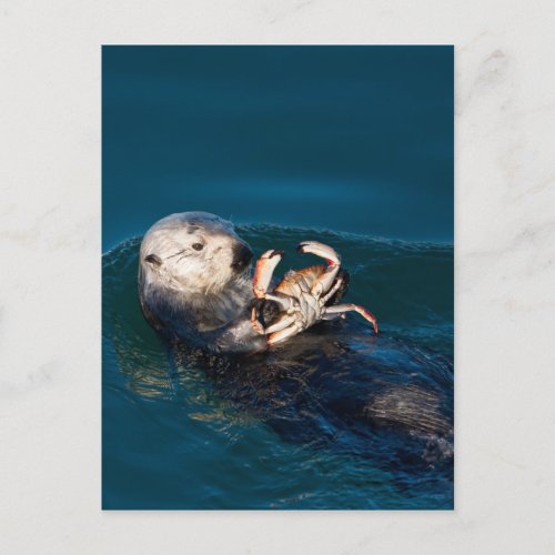 Sea Otter Postcard