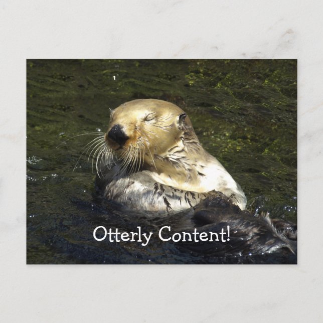 Sea Otter Postcard (Front)