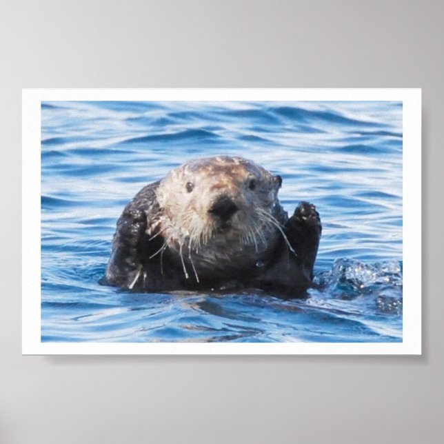 Sea Otter Poster (Front)