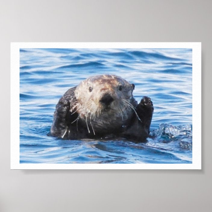 Sea Otter Poster | Zazzle.com