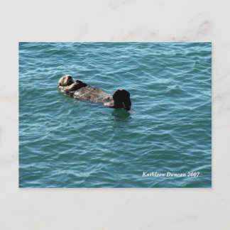 Sea Otter Sleeping Postcard