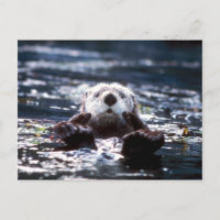 Sea Otter Swimming