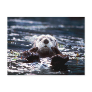 Sea Otter Swimming Postcard