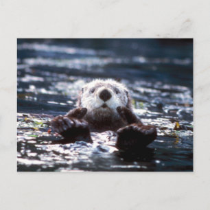 Sea Otter Swimming Postcard