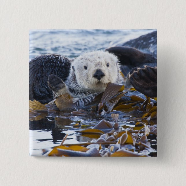Sea otter wrapped in kelp button (Front)