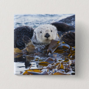 Sea otter wrapped in kelp button