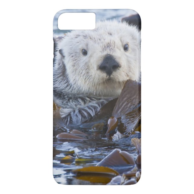 Sea otter wrapped in kelp Case-Mate iPhone case (Back)