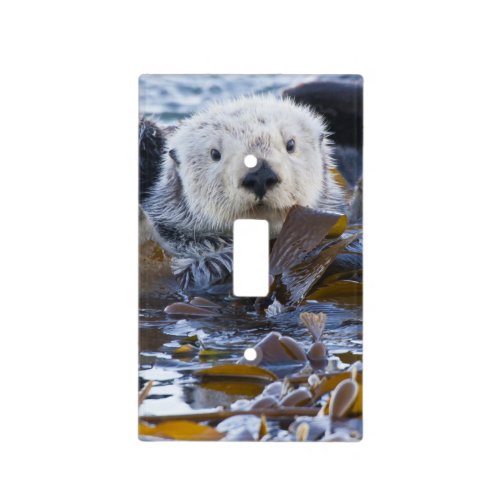 Sea otter wrapped in kelp light switch cover