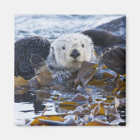 Sea otter wrapped in kelp