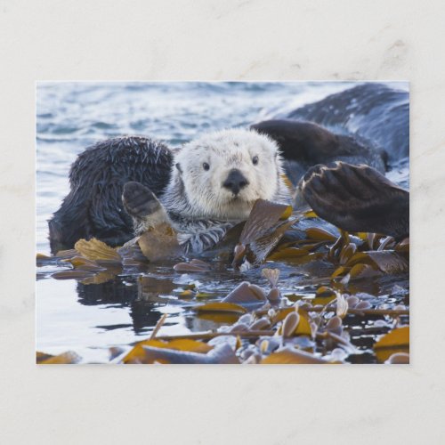 Sea otter wrapped in kelp postcard